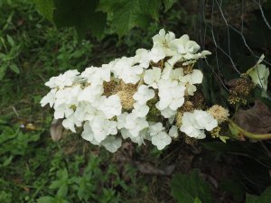Hydrangea quercifolia