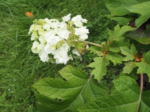 Hydrangea quercifolia