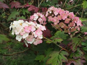 Hydrangea quercifolia ‘Snowflake’