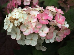 Hydrangea quercifolia ‘Snowflake’