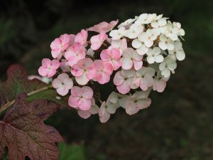 Hydrangea quercifolia ‘Snowflake’