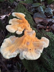 Laetiporus sulphureus