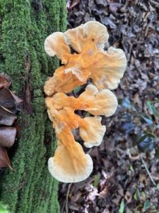 Laetiporus sulphureus