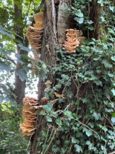 More ‘Chicken-in-the-Woods’