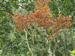 Acer shirasawanum ‘Aureum’ dead from the drought