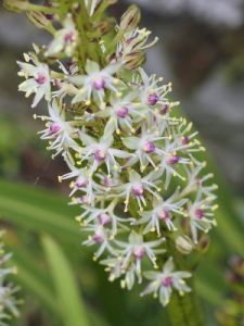 Eucomis bicolor