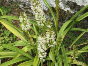 Eucomis bicolor