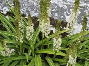 Eucomis bicolor