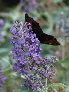 Peacock butterfly