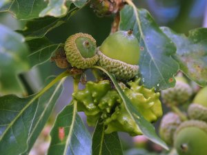 Acorns with galls