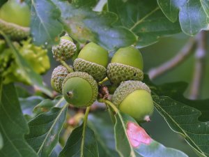 Acorns with galls