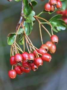 Crataegus monogyna