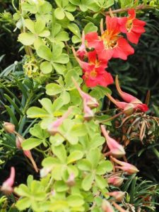 Tropaeolum speciosum