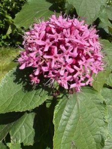 Clerodendrum bungei