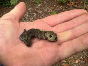 elephant hawk moth caterpillar
