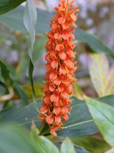 Hedychium densiflorum ‘Assam Orange’