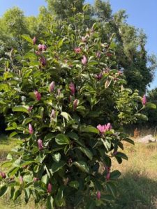 Magnolia ‘Yakeo’