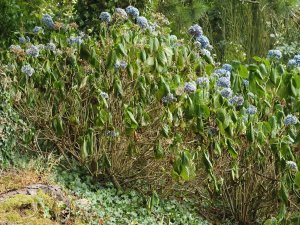 Hydrangeas at the Top Lodge