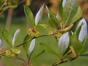 Lindera species