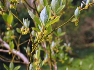 Lindera species