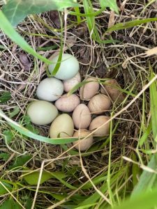 Jaimie discovered a nest