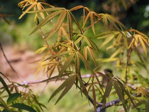 Acer pentaphyllum
