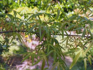 Acer pentaphyllum