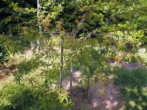 Acer pentaphyllum
