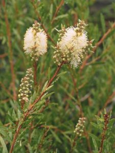 Callistemon salignus ‘Honey Pot’