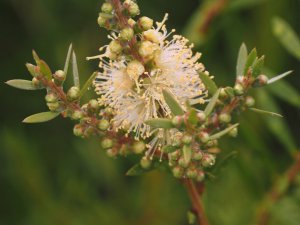 Callistemon salignus ‘Honey Pot’