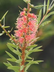 Callistemon ‘Rose Opal’