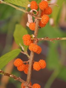 Debregesasia edulis ‘Elite’