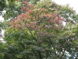 Acer henryi