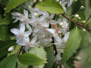 Hoheria sexstylosa ‘Crataegifolia’