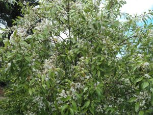 Hoheria sexstylosa ‘Crataegifolia’
