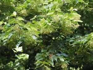 Tilia kiusiana