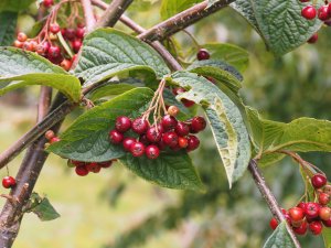 Cotoneaster cornifolius (Ogisu 93330)