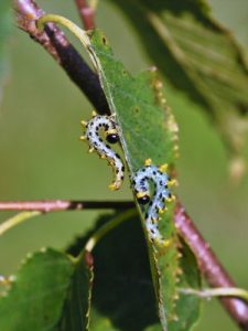 moth caterpillars