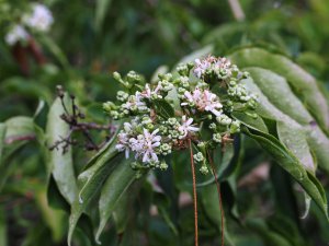 Heptacodium miconioides