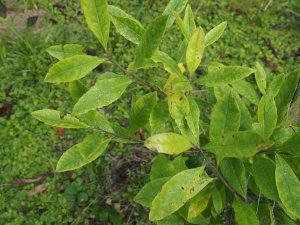 Ilex paraguariensis