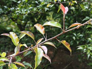 Photinia species