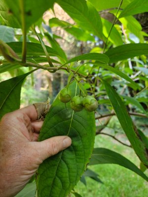 Parastyrax species nova