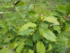 Magnolia (laevifolia x champaca) x M. (laevifolia x maudiae)