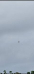 Two Red Kites