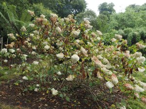 Hydrangea paniculata ‘Vanille Fraise’