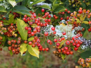 Photinia villosa var. coreana
