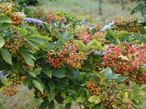 Photinia villosa var. coreana