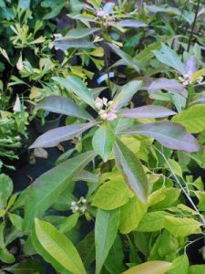 Franklinia alatamaha