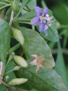 Lycium barbarum