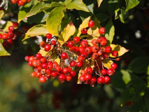 Photinia villosa var. coreana